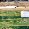 Glulam Treated Lumber 5-1/4x11-1/4x12 - Image 2